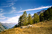 Valle di Rhemes, bosco di larici.